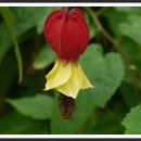 허브아일랜드식물원 이미지