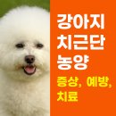강아지 와요와요 | 강아지 치근단 농양 증상 피부로 와요! … 14살 숑이 찐 후기