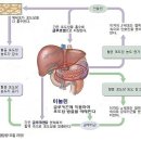 저혈당증과 저혈당 극복하기 이미지