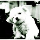 뿔난강아지 이미지