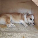 왈가왈부 반려견센터 이미지