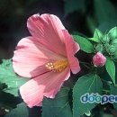 풀내음 - 의령군 홍의로3길 11 | 풀내음