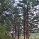 잣나무솔향기 이미지