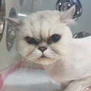 이쁘냥 고양이미용실 서대문점 이미지