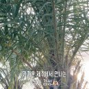 센토사 한림 이미지