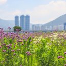 버들공원 이미지