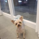 까까펫살롱 이미지