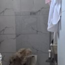 은해반려동물보조기 이미지