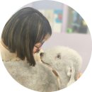 강명주애견미용학원 네이버블로그