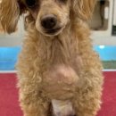 동물다방 이미지