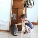 까페월랑(Cafe 월랑) | 천안아산맛집 육품무한갈비먹고 캣츠카페도 다녀왔어요:D