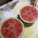 시장농수산 | 🍉 수박 택배 성공✨ 농수산 도매시장 수박 솔직후기