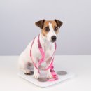 라온 동물 메디컬센터 이미지