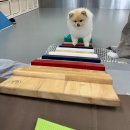도그유토피아 살롱 네이버블로그