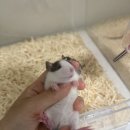 햄스터 분양 로던트 클럽 충남점 이미지