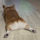 댕브레드 이미지