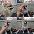 소중한 개 이미지