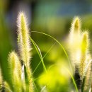 강아지풀 이미지