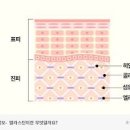 엘라스틴 콜라겐 먹는법 추천 이미지