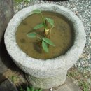 절구통