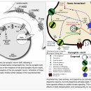 신경전달물질 작용의 시간차이를 이해하기 위한 개념 autoreceptor and heteroreceptor 이미지