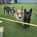 도기야드 이미지