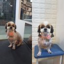 몽몽이애견미용 이미지