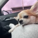 사인암오대감 이미지