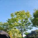 화랑유원지건너편 | [안산 화랑유원지] 오토캠핑장 K10 사이트 후기