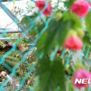 입춘허브 이미지