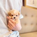 해피애견타운 강아지고양이 분당판교점 | 판교강아지분양 애견분양 후회없는 펫샵