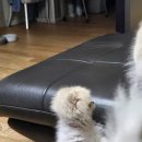 커비동물병원 이미지