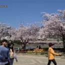 김해연지공원 튤립과 벚꽃의 향연 이미지