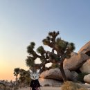 트리밸리 | 조슈아트리 국립공원 셀프투어 후기(웰컴사인, 히든밸리, 키스뷰, 별 감상, 날씨, 선셋타임)