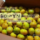 운대농장 | 유니맘님 이벵당첨~ 귤이 무려 10kg 완전 맛있쩌요~!!!