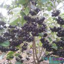 신관농장 이미지