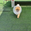 봉순두부 이미지