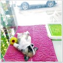 해피펫클럽 | 수원애견분양에서 건강한 댕댕이들 후기~