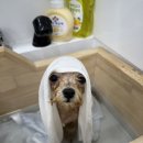 애견친구 이미지