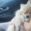 마마독스 애견호텔 이미지