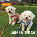 셀스타 영등포 | 25년 5월 일상 두번째 기록, 소소하지만 행복한 하루들 🌳