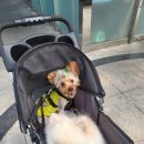 댕댕타임 이미지