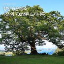 청송사랑 | 함안 700년된 느티나무가 있는 경남 가볼만한 명소 반구정