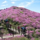 군산백산산악회 5월 바래봉(121회) 철쭉산행 이미지