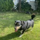 댕댕놀이터 아라점 이미지