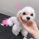 고방동물병원 이미지