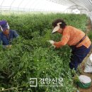 문봉리농장 경향신문