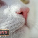 빵실하개 이미지