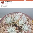 정안햇살다육