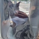 도래동물병원 이미지